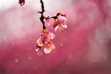 Wallpaper 2048x1365 Px Blossoms Depth Of Field Macro Nature