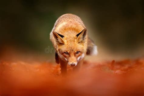 O Fox Vermelho Bonito Vulpes Do Vulpes Animal Na Floresta Verde Com