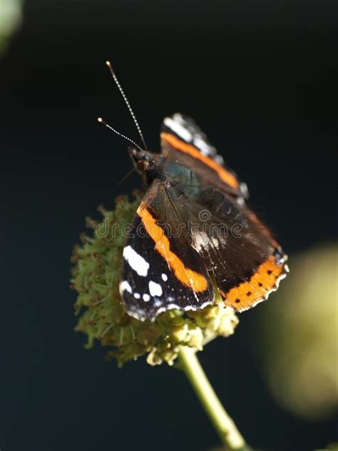 Atalanta De Vanesa La Mariposa Del Almirante Rojo En El Sol Que Se