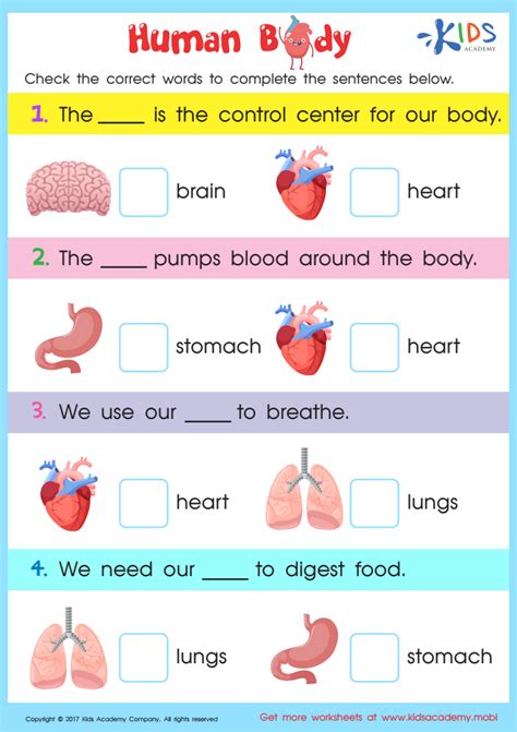 Human Body Worksheet For Grade 3