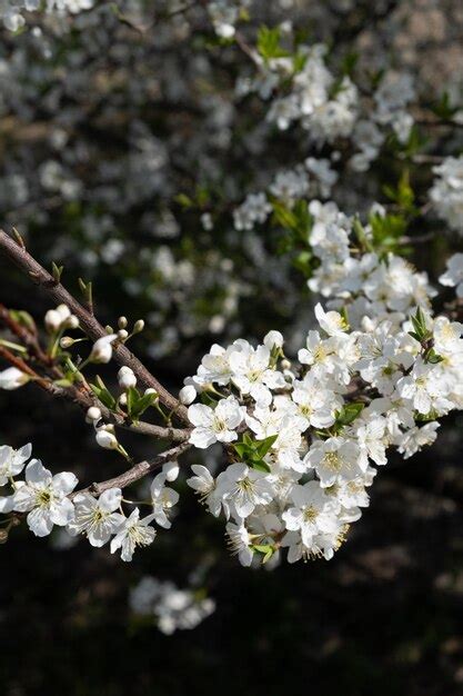 Premium Photo | White cherry blossom, japan