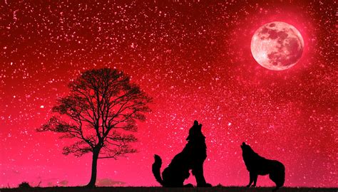 Wolf Moon Tree Free Photo On Pixabay Pixabay