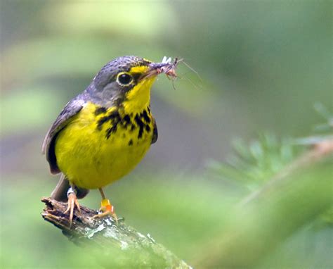 Canada Warblers In The Upper Valley Jim Block Photography