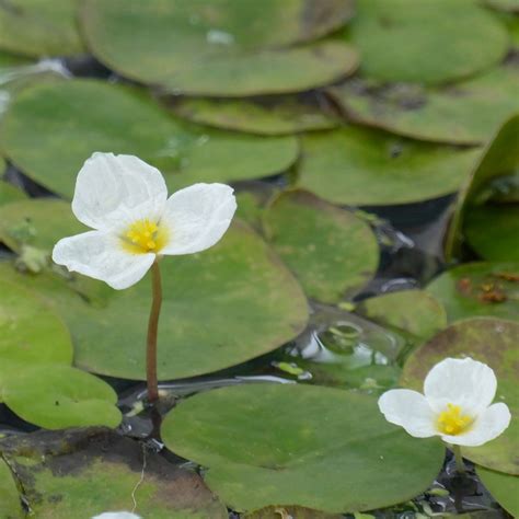 Buy Hydrocharis Morsus Ranae Frogbit Hydrocharis Morsus Ranae