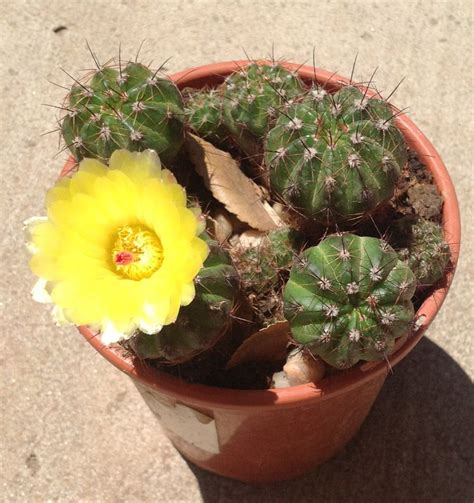 Flowering Cactus Plants Identification