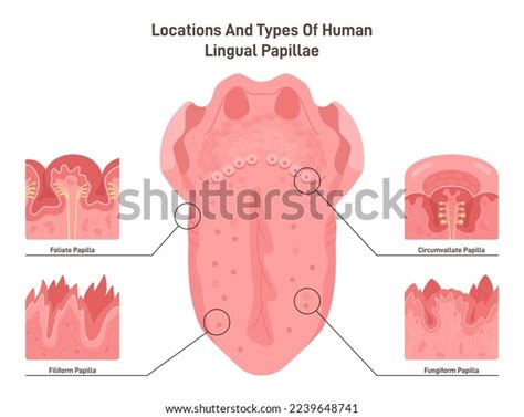 Human Tongue Papillae Types Structure Muscular Stock Vector Royalty