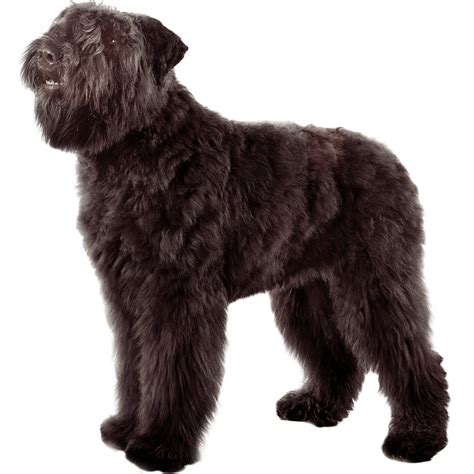 Bouvier Des Flandres