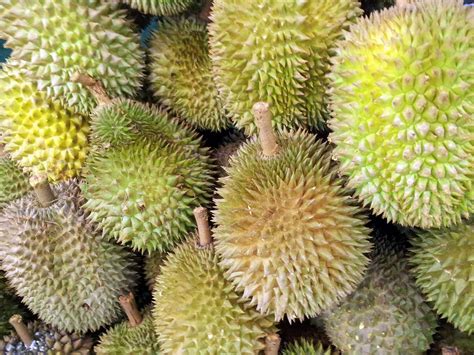 Singapore Durian Fruit Free Stock Photo - Public Domain Pictures