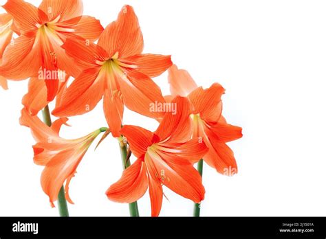 Flor De Hippeastrum Naranja Fotografías E Imágenes De Alta Resolución