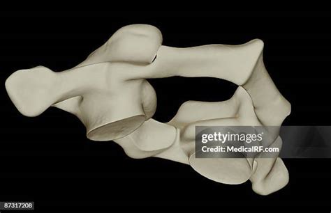 Anatomy Atlas Photos And Premium High Res Pictures Getty Images