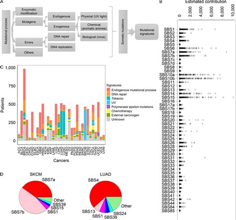 Mutational Signatures Resolved From Tcga Somatic Mutation Data A