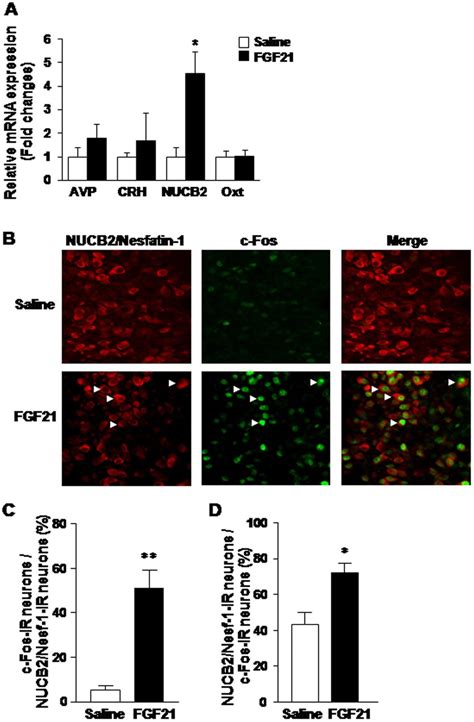 Icv Injection Of Fgf Increases Nucb Mrna Expression And C Fos