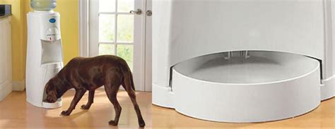 Important Reasons To Have Refillable Dog Water Bowl