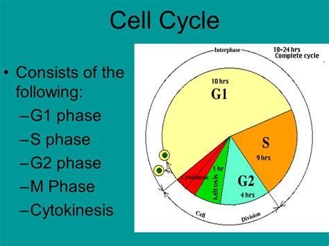 Interphase G2 Diagram