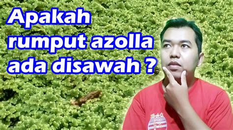 Cara Budidaya Rumput Azolla Apakah Rumput Azolla Ada Di Sawah Youtube