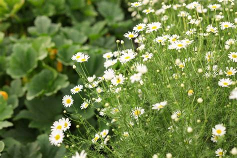 Chamomile Vs Feverfew How Do They Compare