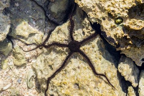 Black Brittle Star For Sale Ophiomastix Sp Top Care Facts
