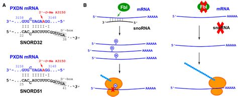 Snord32 And 51 Regulate The Expression Levels Of Peroxidasin Pxdn Download Scientific