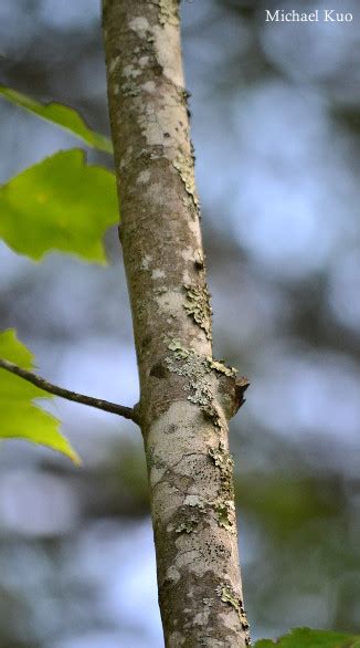 Acer rubrum (red maple) at Midwestnaturalist.Com