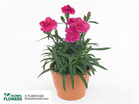 Dianthus caryophyllus — photo of varieties and species | Global Flowers