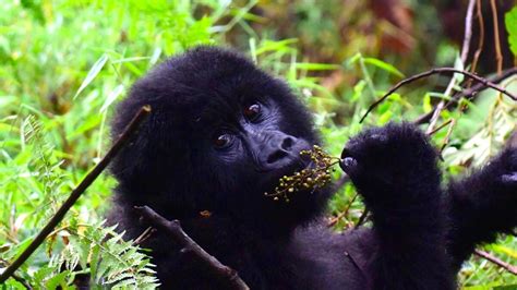 How To Book A Mgahinga Gorillas Permit Trek Africa Expeditions