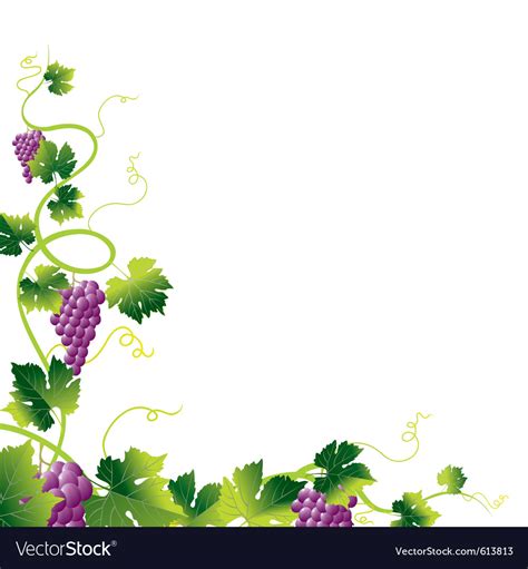 Grape Vine Royalty Free Vector Image Vectorstock