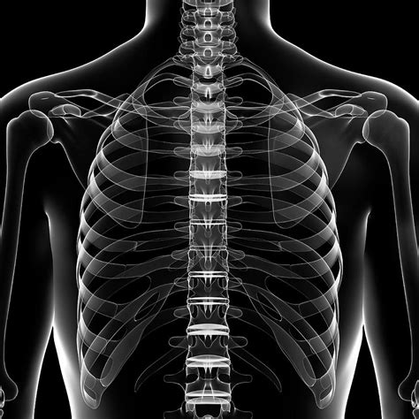 Chest Bones Photograph By Pixologicstudioscience Photo Library Fine