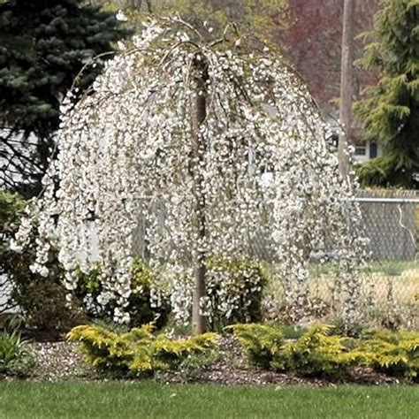 I Tested The Enchanting Beauty Of The Dwarf Weeping Cherry Blossom Tree