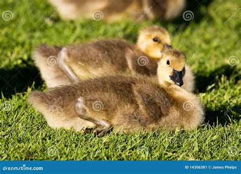 Baby Canada Goose stock image. Image of geese, goose - 14306381