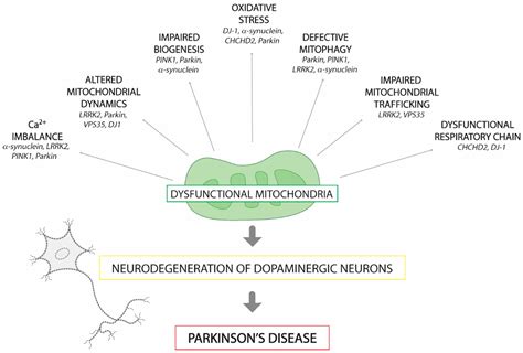 Ijms Free Full Text Pgc 1s In The Spotlight With Parkinsons Disease Html