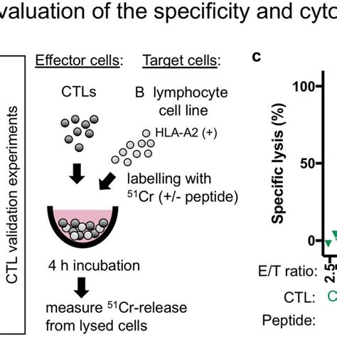 Evaluation Of The Specificity And Cytotoxic Properties Of Ctl Clones A