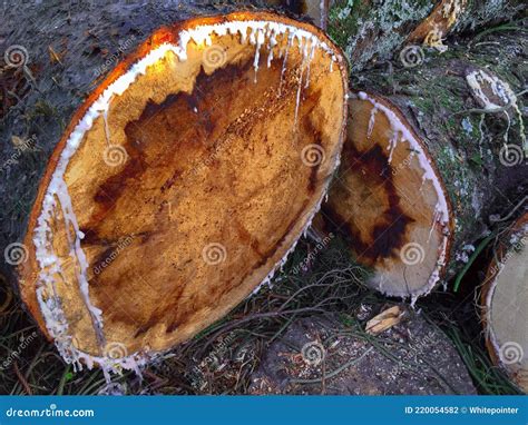 Close Up Norfolk Island Pine Branch Fresh Blur Background Aruacaria