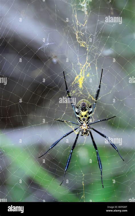 Golden Orb Web Spider Nephila Fenestra And Web In Kirstenbosch National Botanical Gardens