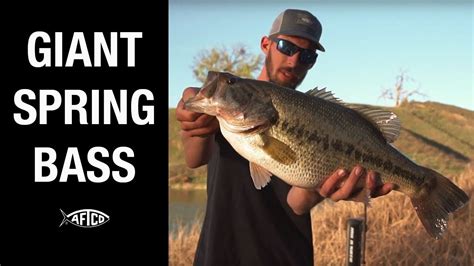 Giant Spring Bass Spawn Tips Youtube