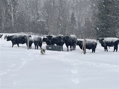 Straight Line Farm | USDA-Certified Black Angus Beef | Glover, VT