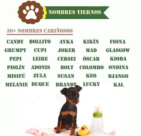 Nombres Para Perritas Negras En Español Cuanto Viven Los Animales En