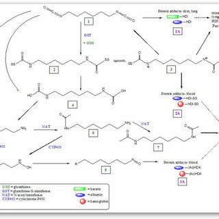 Proposed Enzymatic Gst Nat Cyp And Non Enzymatic Directed Hdi