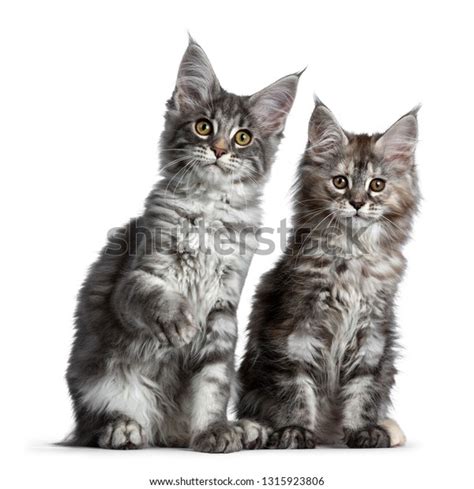 Duo Two Cute Blue Tabby Tortie Stock Photo 1315923806 Shutterstock