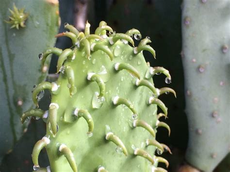 25 Cereus Cactus Types (With Pictures) | House Grail