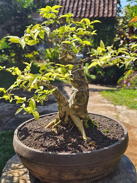 Bonsai Anting Putri Golden Daun Emas Hijau Kuning Langka Batang Ori Tua