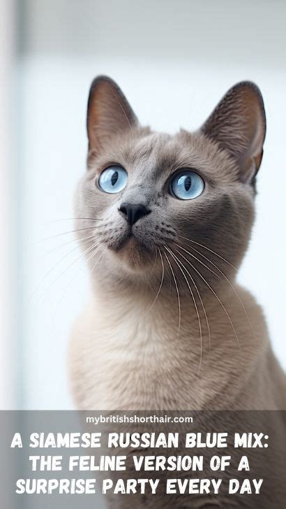 Siamese Russian Blue Mix Cat - 15 Fascinating Facts About Russian Blue Siamese Cat Breed - My ...