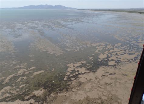 Areal Photograph Of Seagrass Meadows In The Intertidal Flats Of