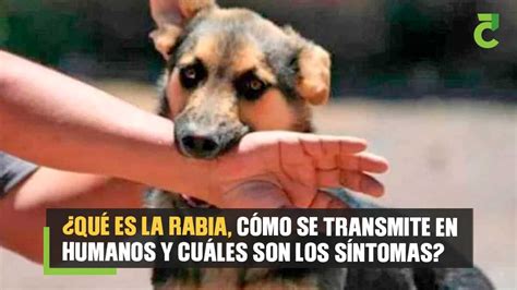 Qu Es La Rabia Y C Mo Se Transmite En Humanos