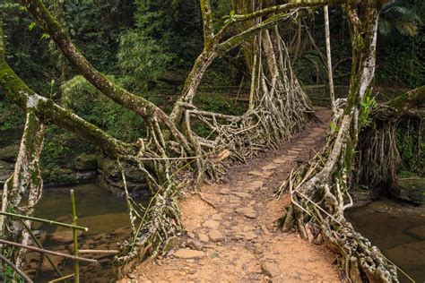 The Living Root Bridge