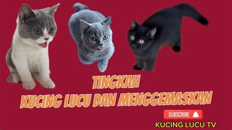 Kucing Lucu Dan Imut Bermain Kucing British Shorthair Kucing