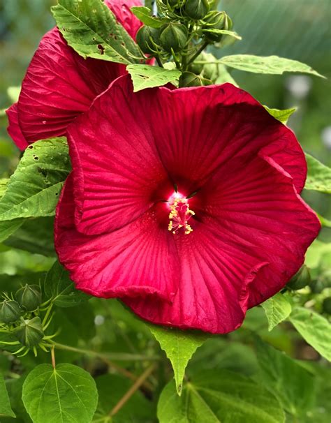 🍀 How To Grow And Care For Swamp Rose Mallow Luna Red