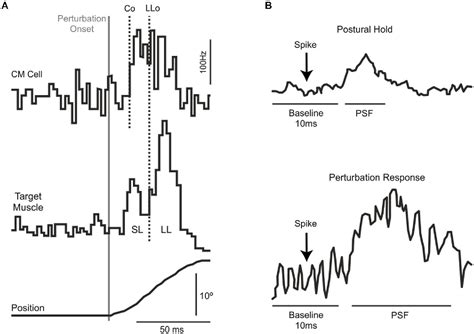 Figure 1 From Primary Motor Cortex And Fast Feedback Responses To