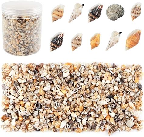 Amazon Weoxpr 2000 Pcs Tiny Sea Shells For Crafting Mixed Ocean