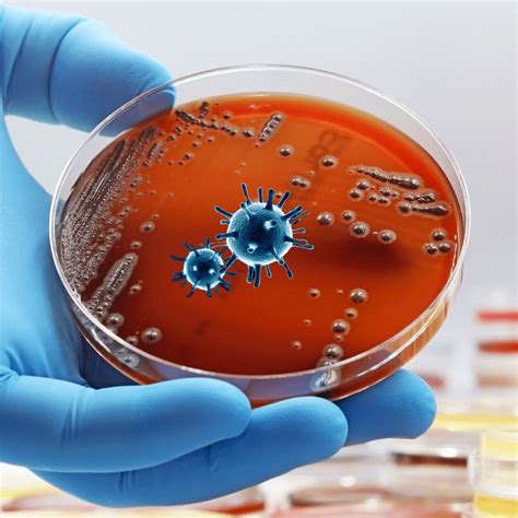 microbiology marylebone diagnostic centre
