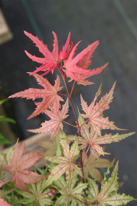 Acer Palmatum Celebration Japanese Maple Essence Of The Tree